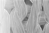 microfiber
